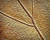 Oak Leaf Closeup_DSCF00344